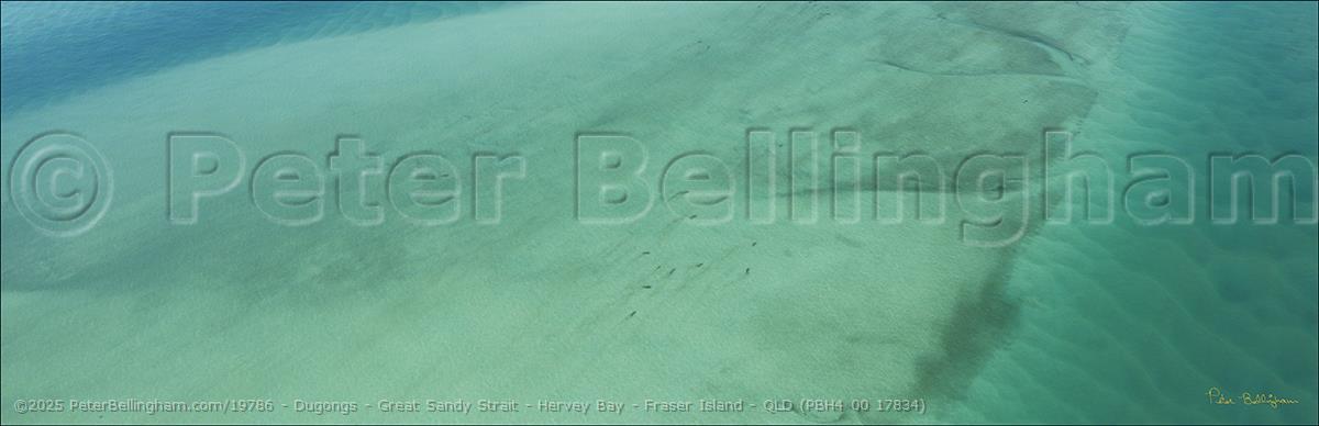 Peter Bellingham Photography Dugongs - Great Sandy Strait - Hervey Bay - Fraser Island - QLD (PBH4 00 17834)